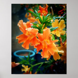 Poster Flores de Musk