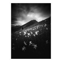 Flores de narciso brancas na escuridão