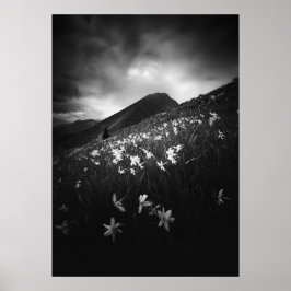Poster Flores de narciso brancas na escuridão