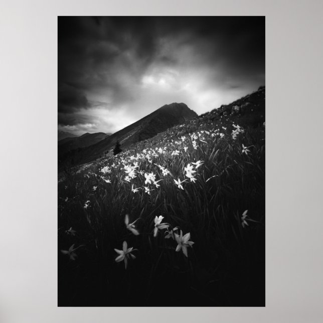 Poster Flores de narciso brancas na escuridão (Frente)