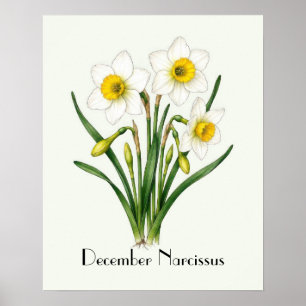 Poster Flores de Narciso de Dezembro