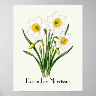 Poster Flores de Narciso de Dezembro