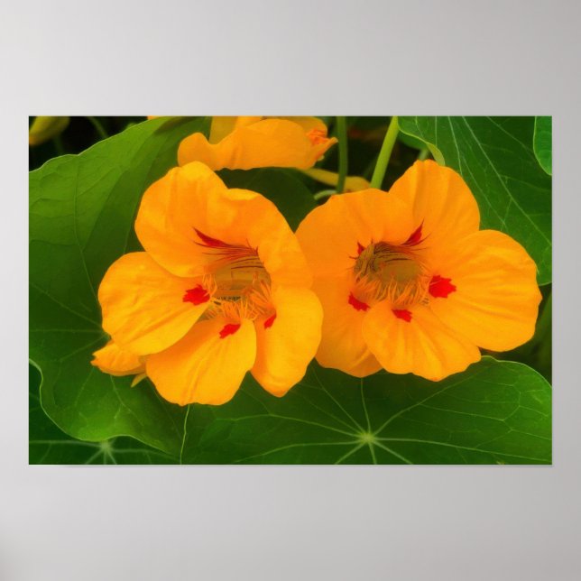 Poster Flores de Nastúrcio (Frente)