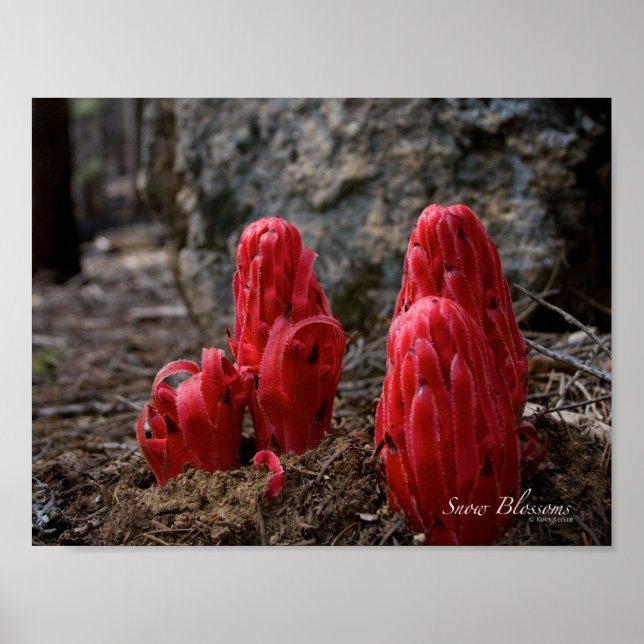 Póster Flores de Neve (Frente)