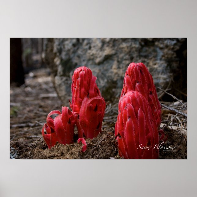 Póster Flores de Neve (Frente)