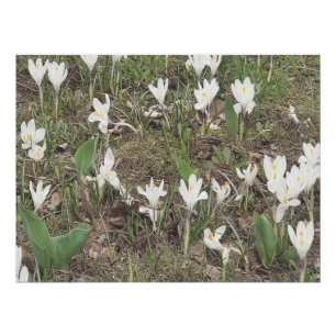 Póster Flores de Neve da Primavera Desabrocham em Edição