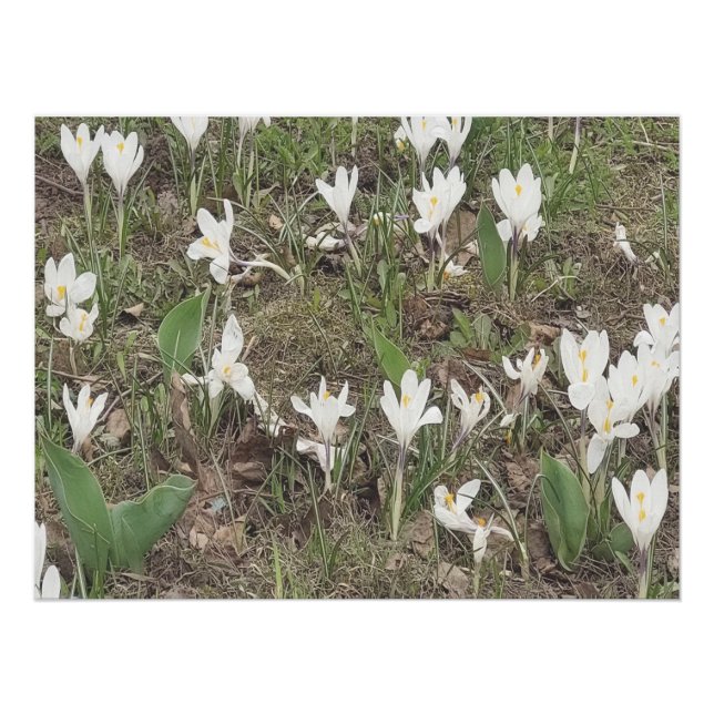 Póster Flores de Neve da Primavera Desabrocham em Edição  (Frente)