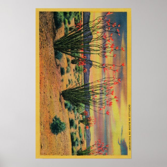 Poster Flores de Ocotillo em Bloom, Estado do Deserto da  (Frente)