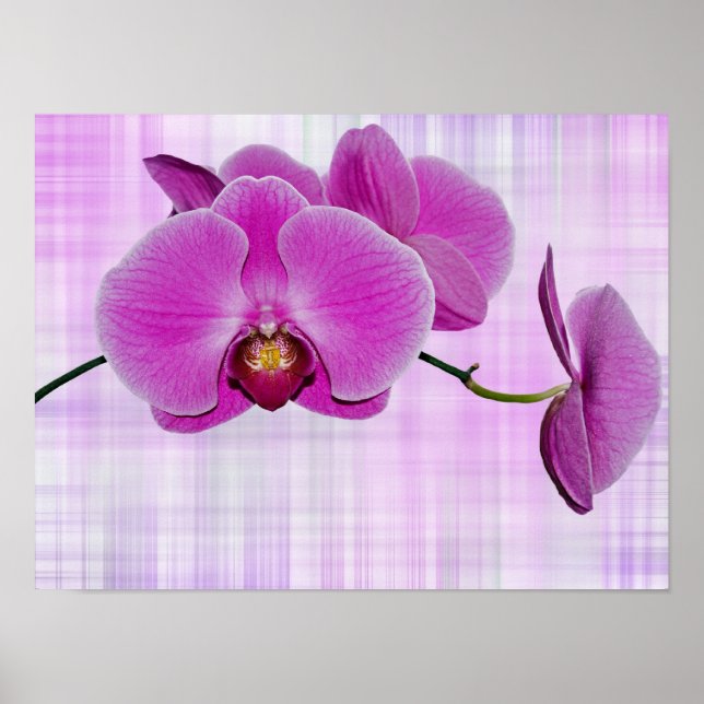 Póster Flores de Orquídea (Frente)