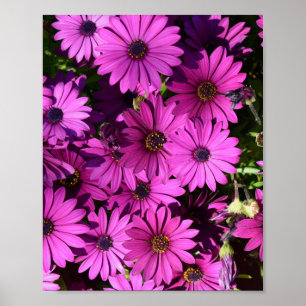Poster Flores De Osteospermum Roxo