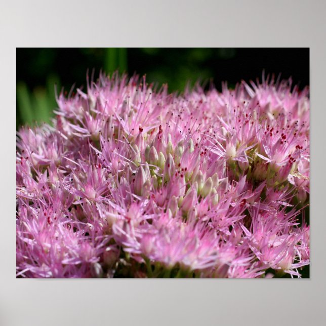 Poster Flores de outono de Sedum Rosa Fecham (Frente)