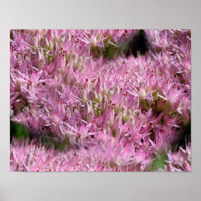Póster Flores de outono de Sedum Rosa Multiplicadas (Frente)