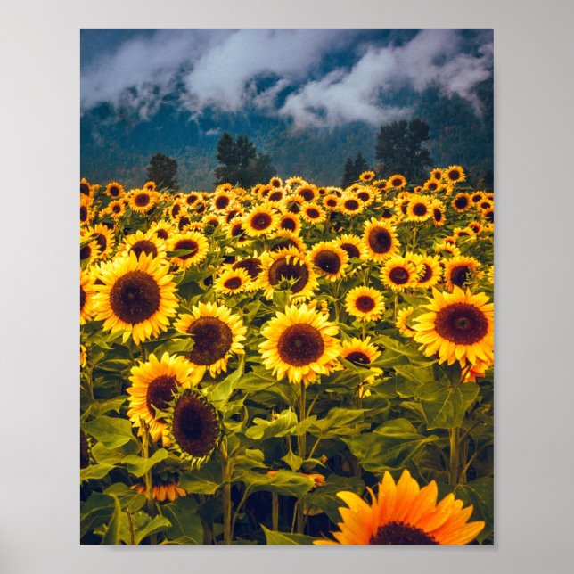 Poster Flores de Paisagem de Girassol Amarelo (Frente)