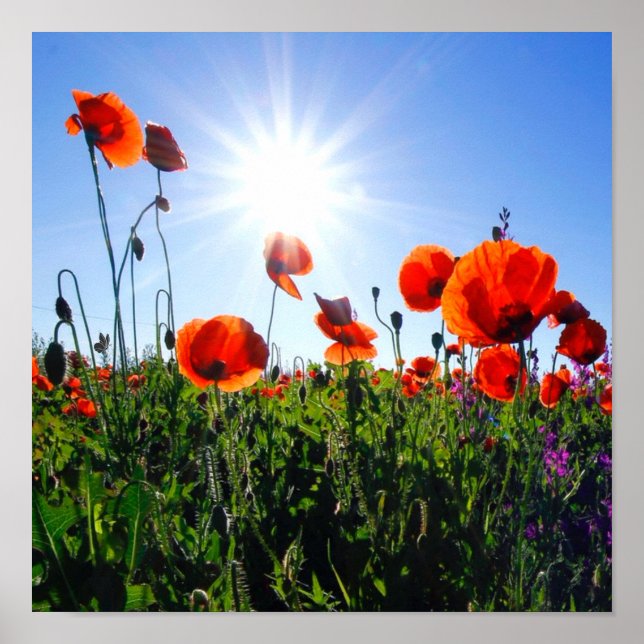 Poster Flores de Papagaios Vermelhos Selvagens (Frente)