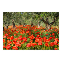 Flores de papoila vermelha sob oliveiras antigas