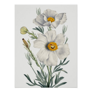 Póster Flores de Papoula da Califórnia Branca Botânica