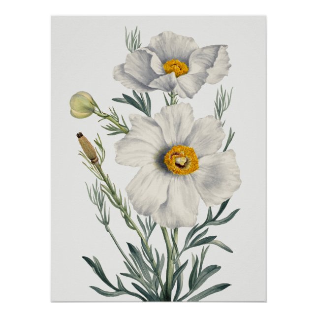 Póster Flores de Papoula da Califórnia Branca Botânica (Frente)