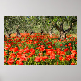 Poster Flores de papoula vermelhas sob velhas oliveiras