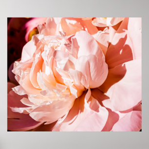Poster Flores de pénia como fundo floral de luxo, casamen