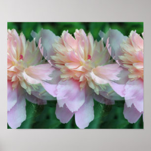 Póster Flores de Pênia Rosa Multiplicadas