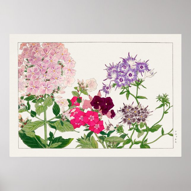 Poster Flores de Phlox, rosa e roxa, de Tanigami Konan, (Frente)