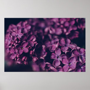 POSTER FLORES DE PINK-PETALED