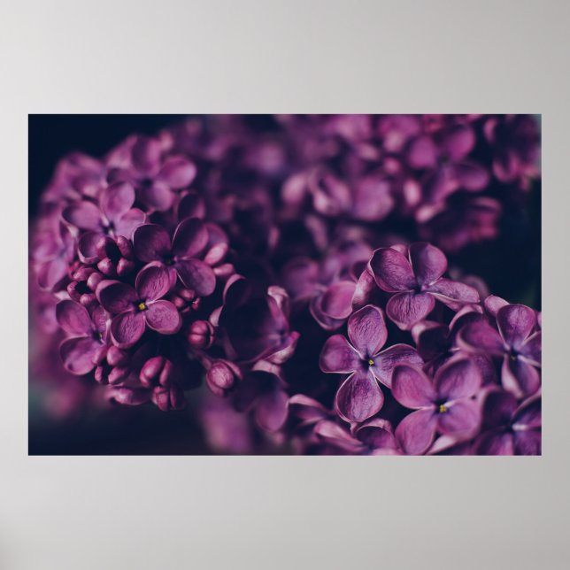 POSTER FLORES DE PINK-PETALED (Frente)