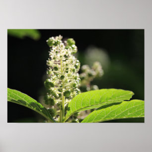 Poster Flores de Plantas Brancas