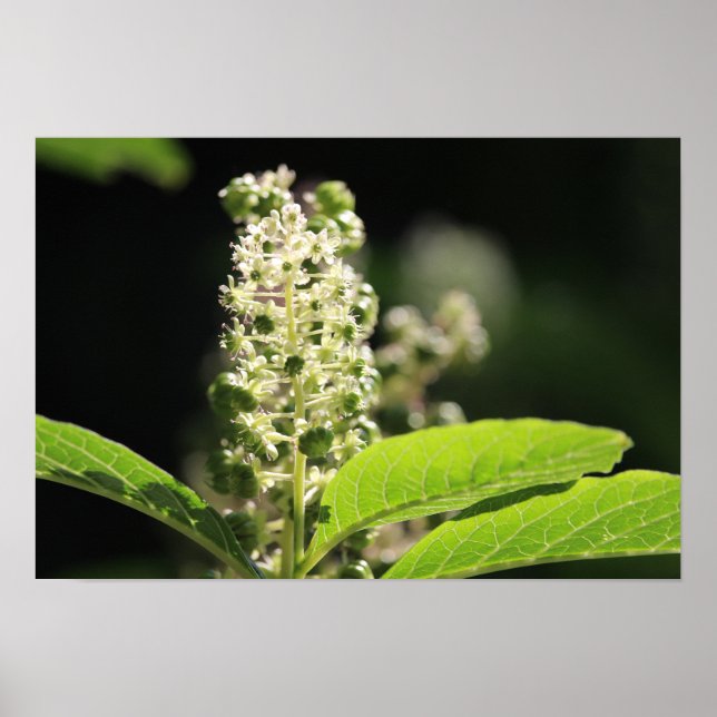 Poster Flores de Plantas Brancas (Frente)
