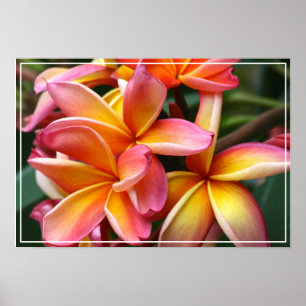 Poster Flores de poster-Plumeria