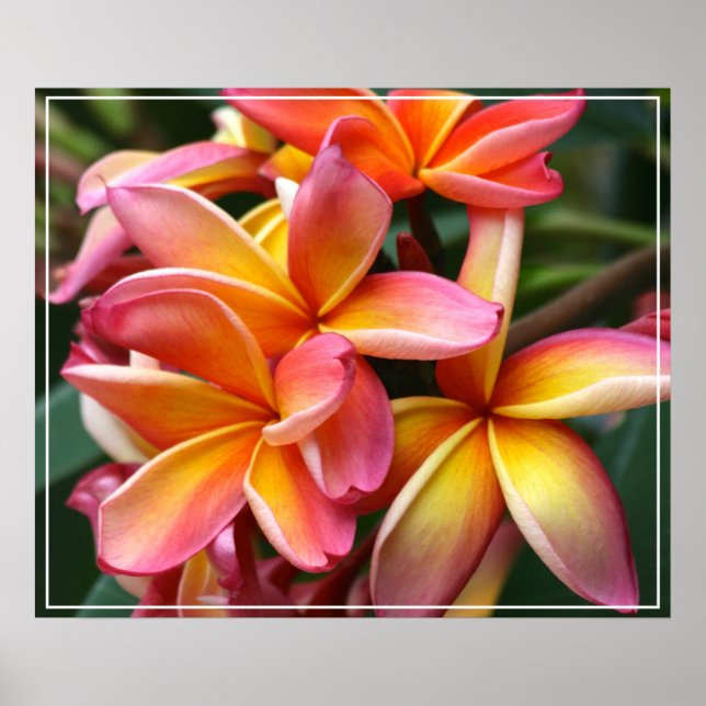 Poster Flores de poster-Plumeria (Frente)