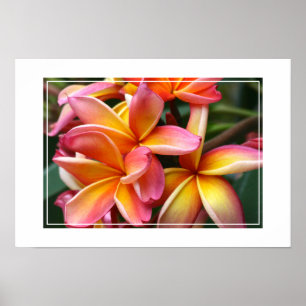 Poster Flores de poster-Plumeria