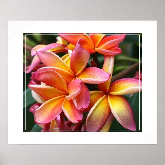 Poster Flores de poster-Plumeria (Frente)