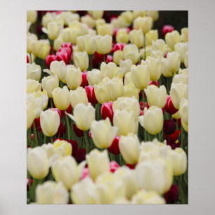 Poster Flores de primavera