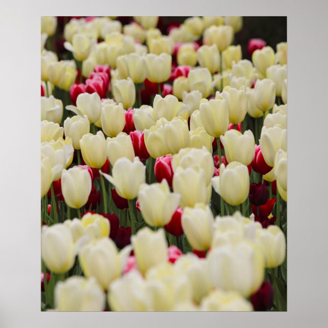 Poster Flores de primavera (Frente)
