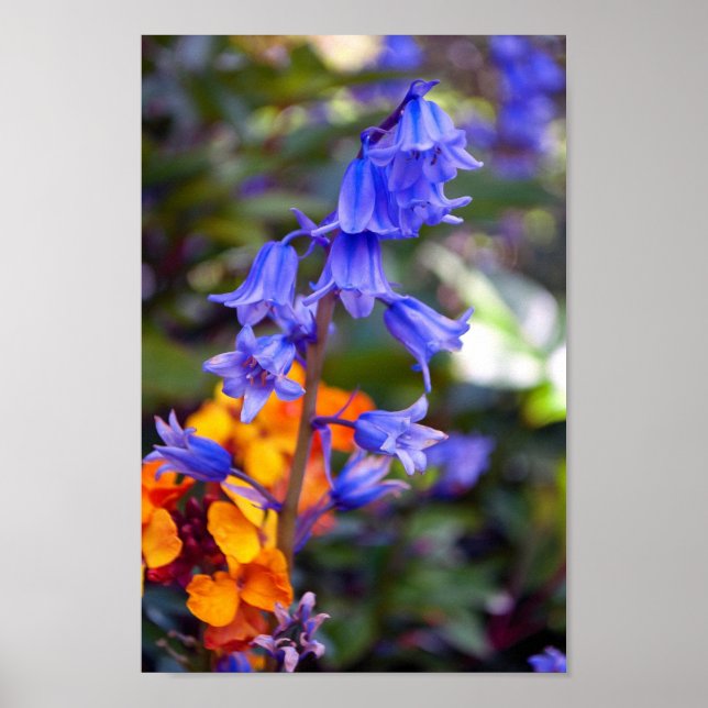 Poster Flores de primavera Bluebell Hyacinthoides (Frente)
