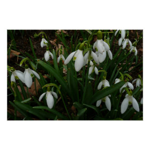 Póster Flores de primavera Brancas I (Galanthus)