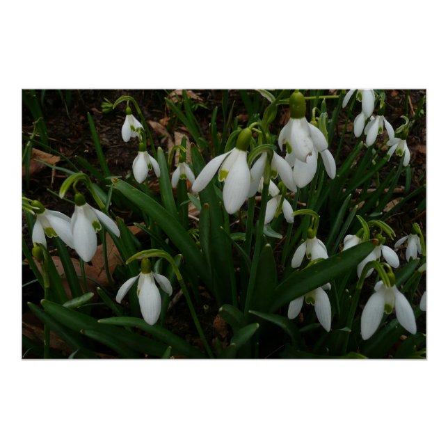 Póster Flores de primavera Brancas I (Galanthus) (Frente)