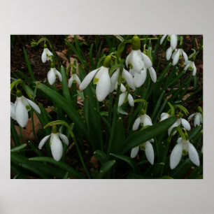 Póster Flores de primavera Brancas I (Galanthus)