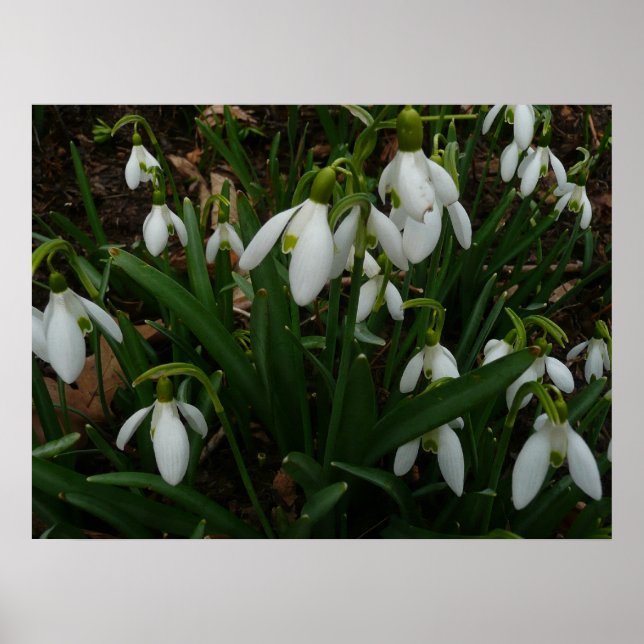 Póster Flores de primavera Brancas I (Galanthus) (Frente)