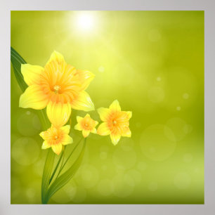 Póster Flores de primavera Daffodils Amarelos