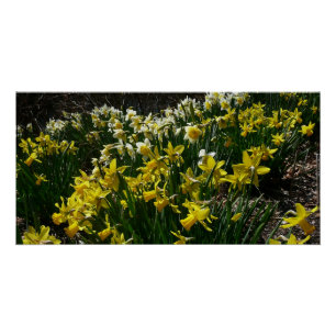 Póster Flores de primavera de Daffodils Amarelos e Branco