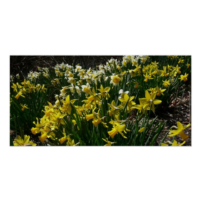 Póster Flores de primavera de Daffodils Amarelos e Branco (Frente)
