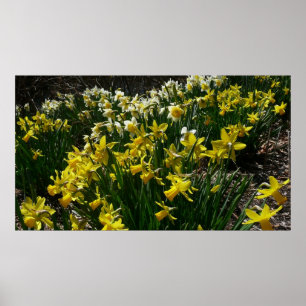 Poster Flores de primavera de Daffodils Amarelos e Branco