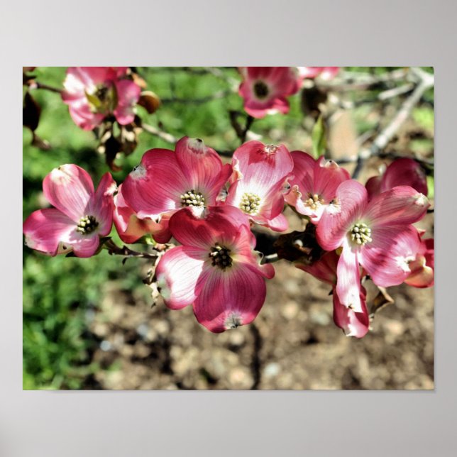 Poster Flores de primavera de Dogwood Rosa (Frente)