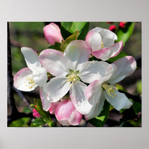 Poster Flores de Primavera de Maçãzinha Bonita de Perto