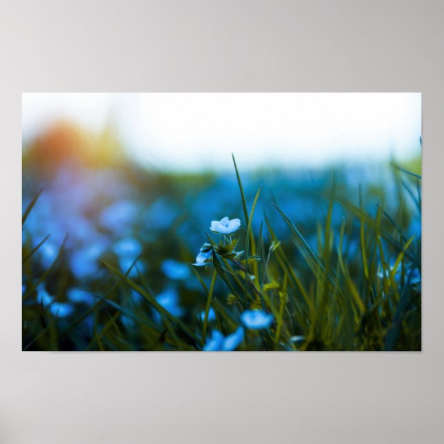 Poster Flores de primavera no campo (Frente)
