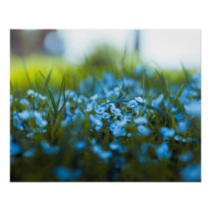 Póster Flores de primavera no campo