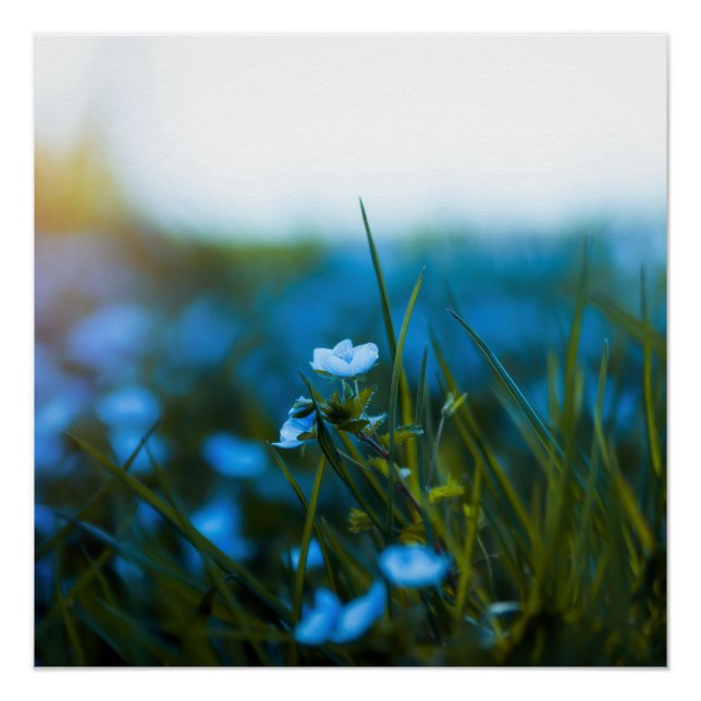 Póster Flores de primavera no campo (Frente)