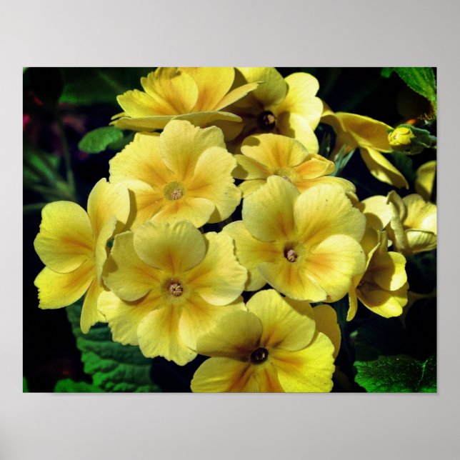 Poster Flores de Primrose Amarela Fechar (Frente)